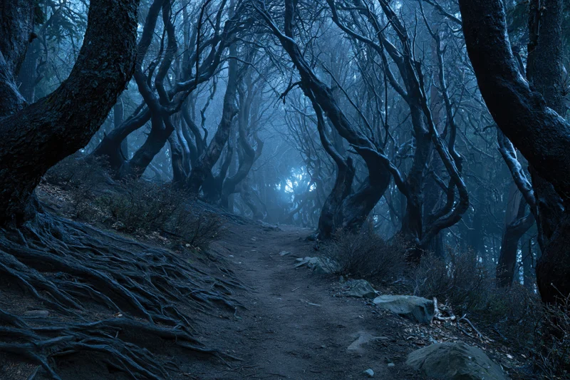 Narrow dirt path winding through dense fog-filled forest with twisted bare trees and exposed roots