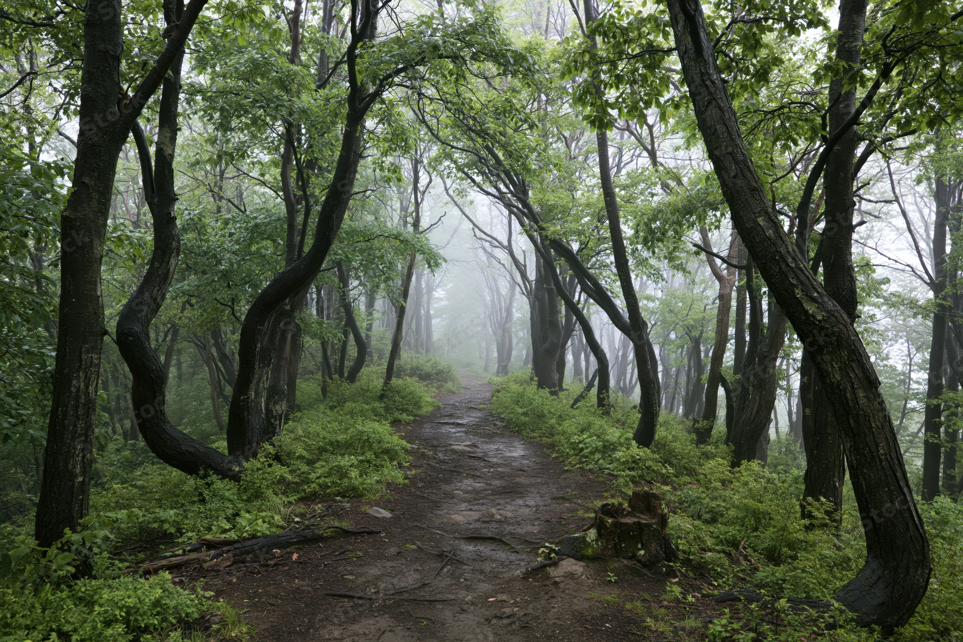 Narrow dirt path winding through misty deciduous forest with curved trees and green undergrowth
