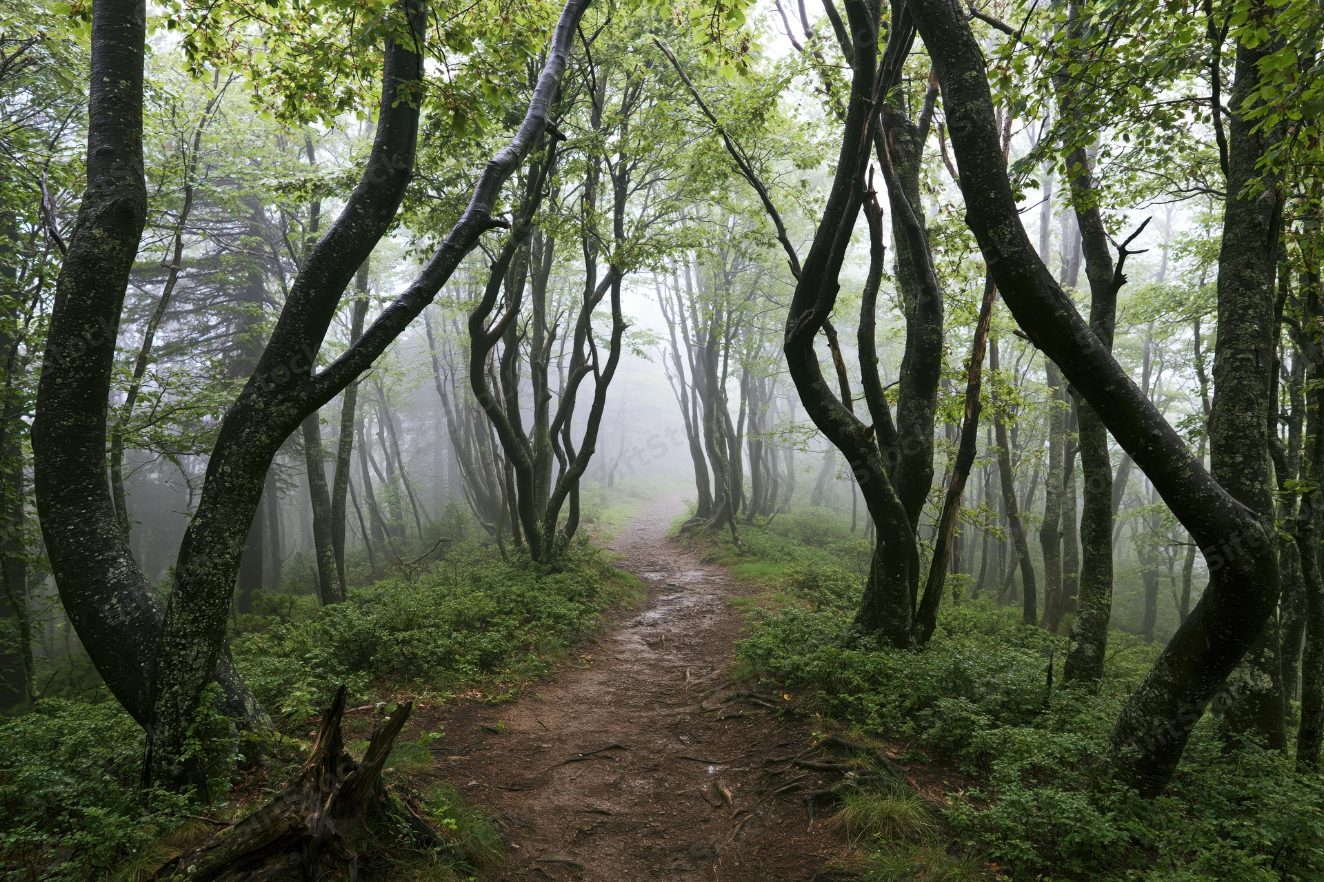 Narrow dirt path winding through misty deciduous forest with curved trees and green undergrowth