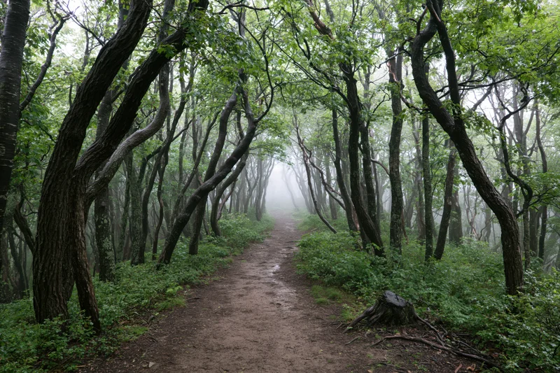 Narrow dirt path winding through misty deciduous forest with arching trees and dense green foliage