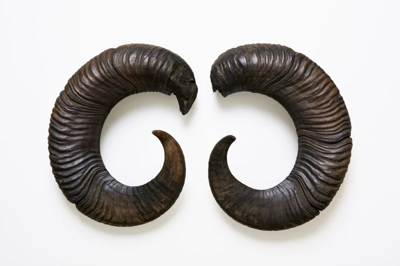 Pair of ram horns arranged symmetrically on white background