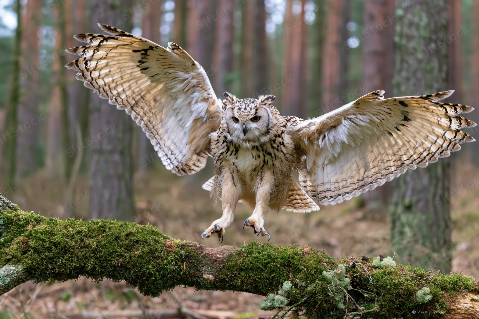 Eagle owl landing on a moss-covered branch in a forest