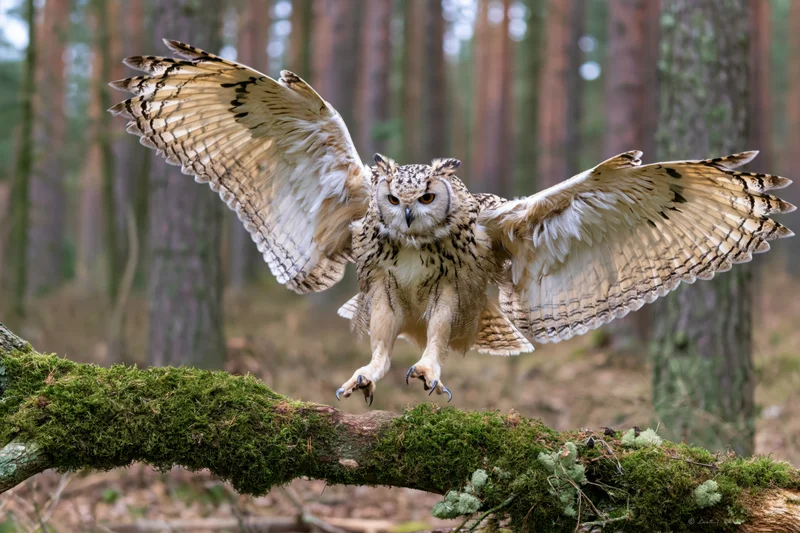 Eagle owl landing on a moss-covered branch in a forest
