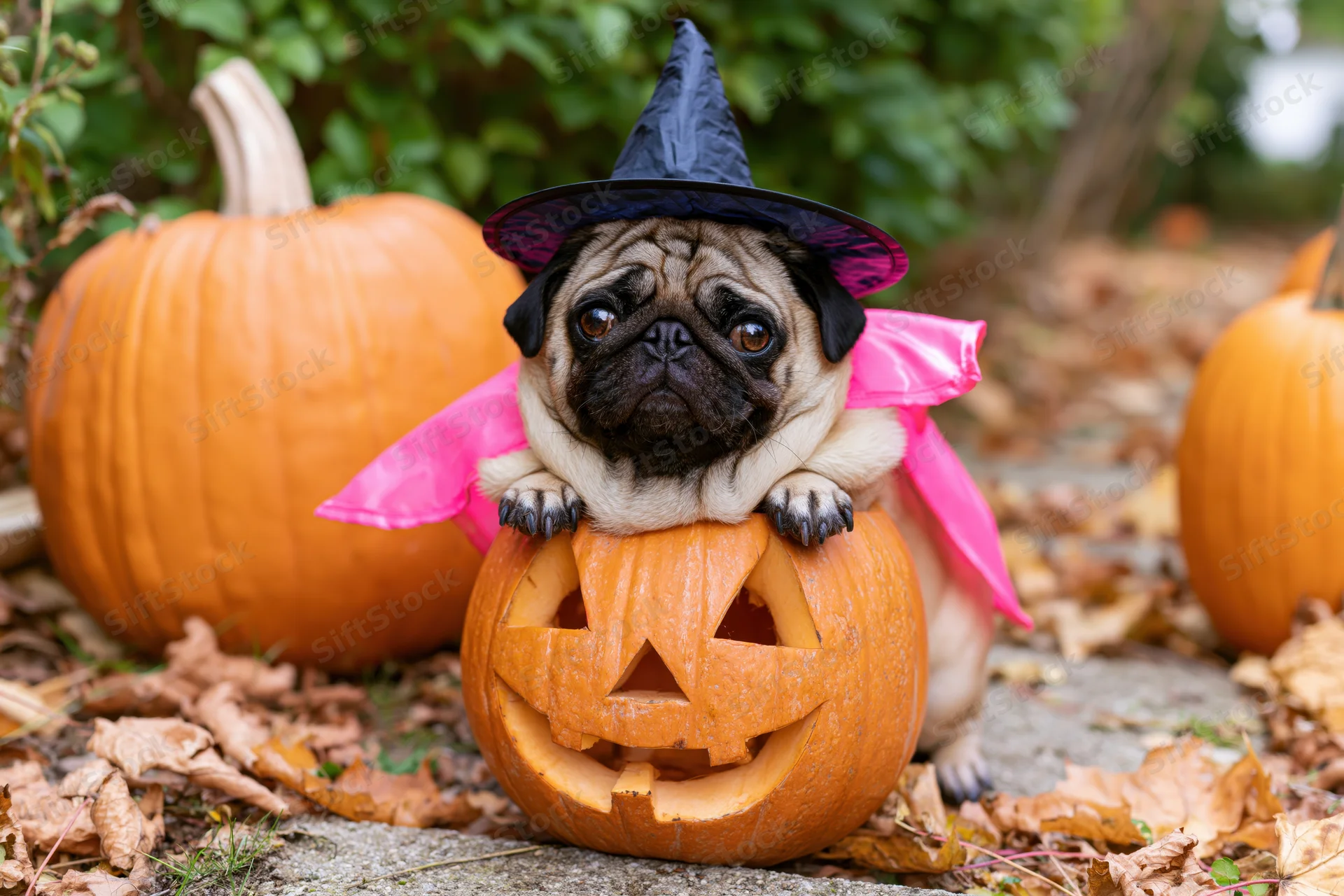 Pug wearing witch hat and pink cape peeking from carved pumpkin in garden surrounded by pumpkins and fallen leaves