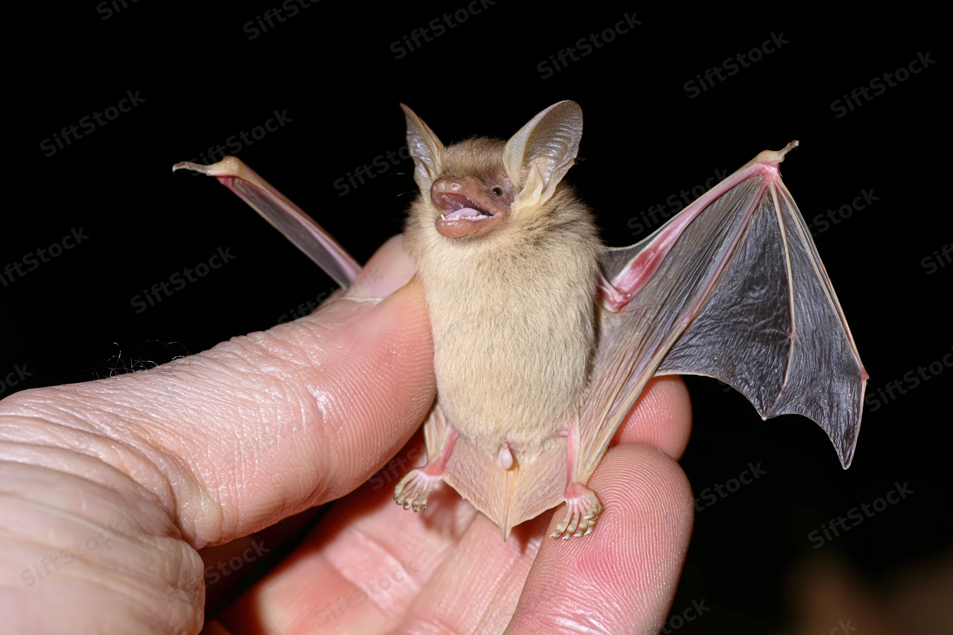 Researcher holding small bat upright in hand against dark background