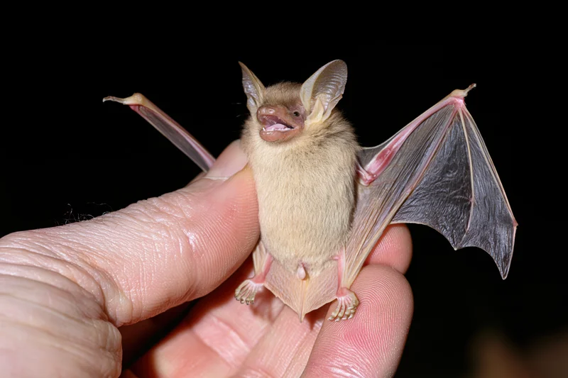 Researcher holding small bat upright in hand against dark background