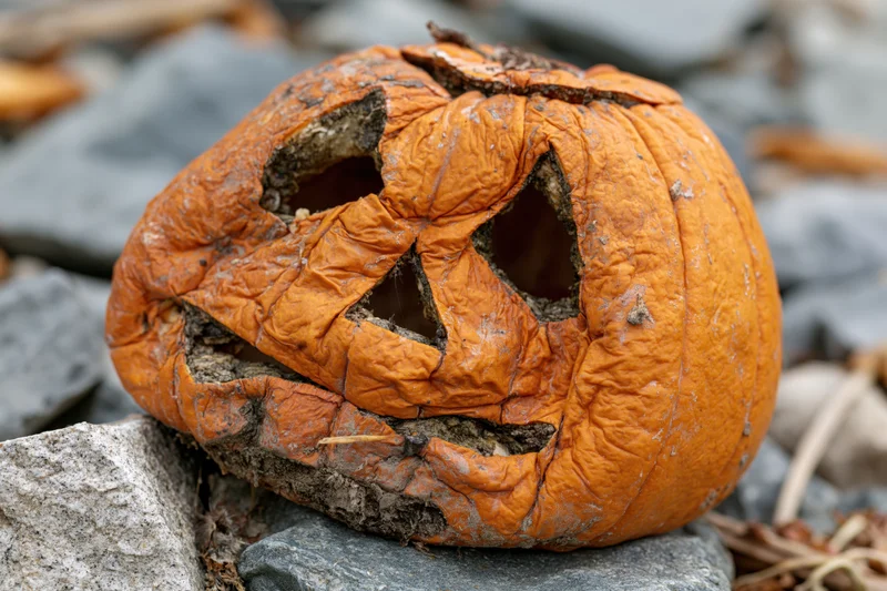 Rotting carved jack-o-lantern resting on rocky ground