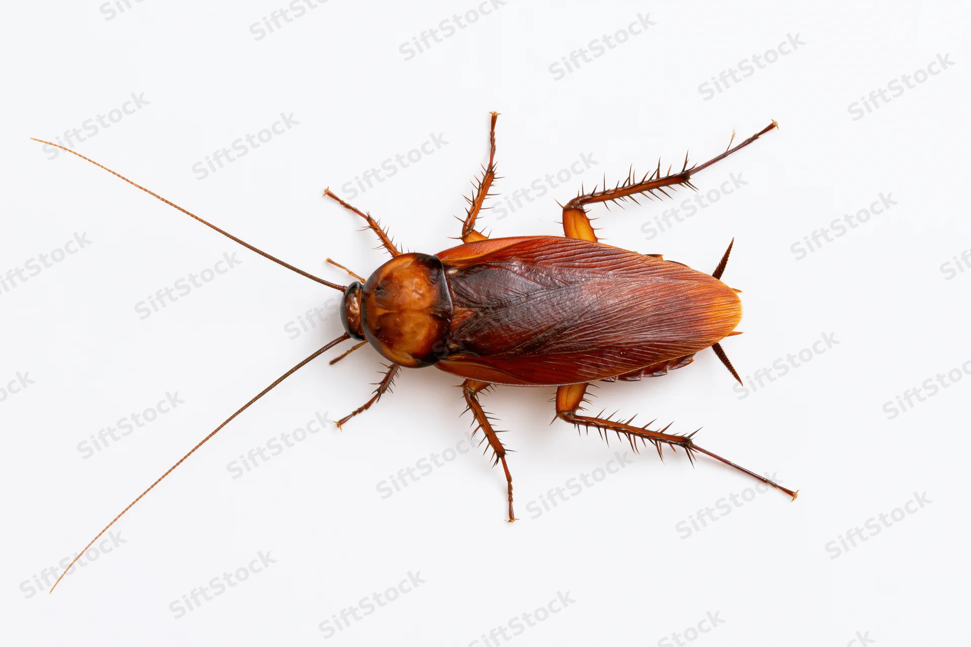 American cockroach specimen isolated on white background
