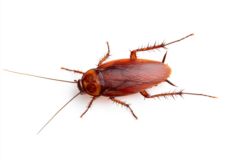 American cockroach specimen isolated on white background