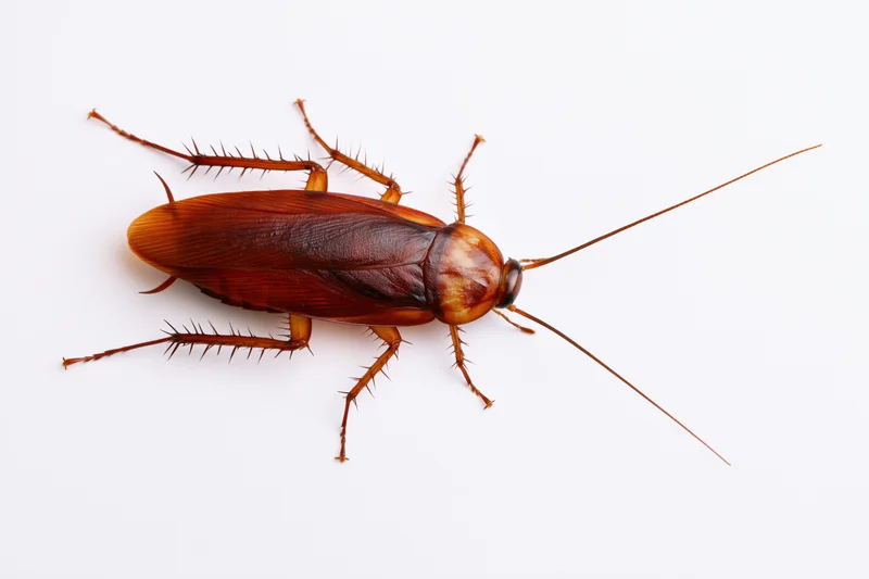 American cockroach specimen isolated on white background