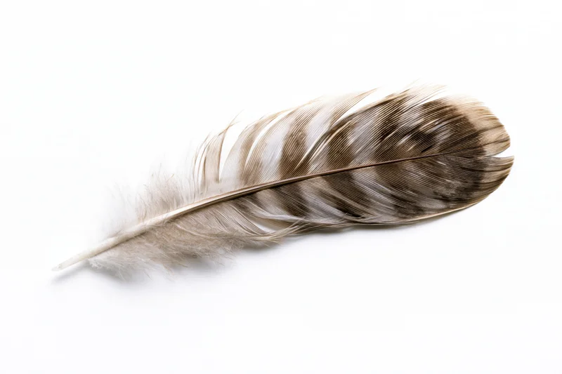 Single bird feather lying flat on white background in closeup view
