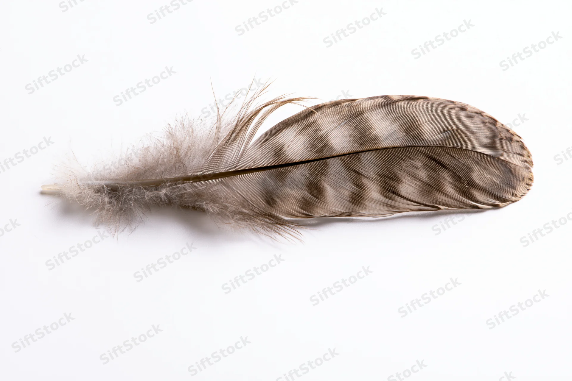 Single bird feather lying flat on white surface viewed from above