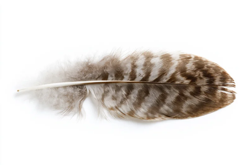Single bird feather lying flat on white surface viewed from above