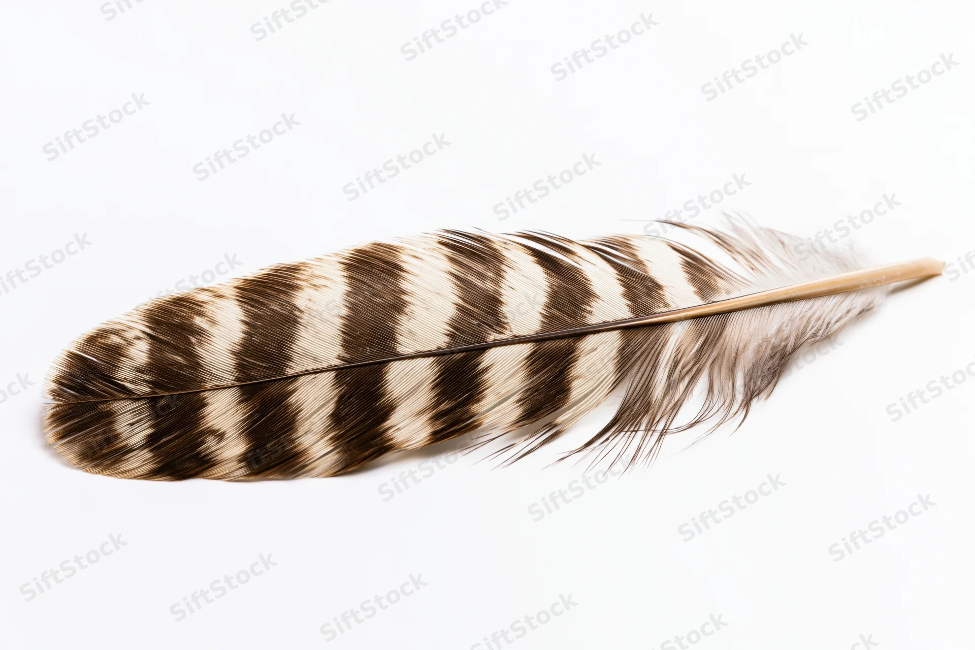 A hawk tail feather with alternating brown and white stripes lying flat on a white surface