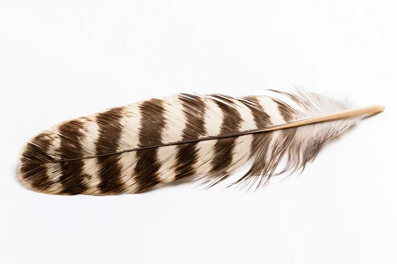 A hawk tail feather with alternating brown and white stripes lying flat on a white surface