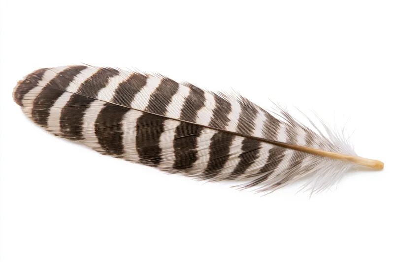 Striped hawk tail feather lying flat on white background