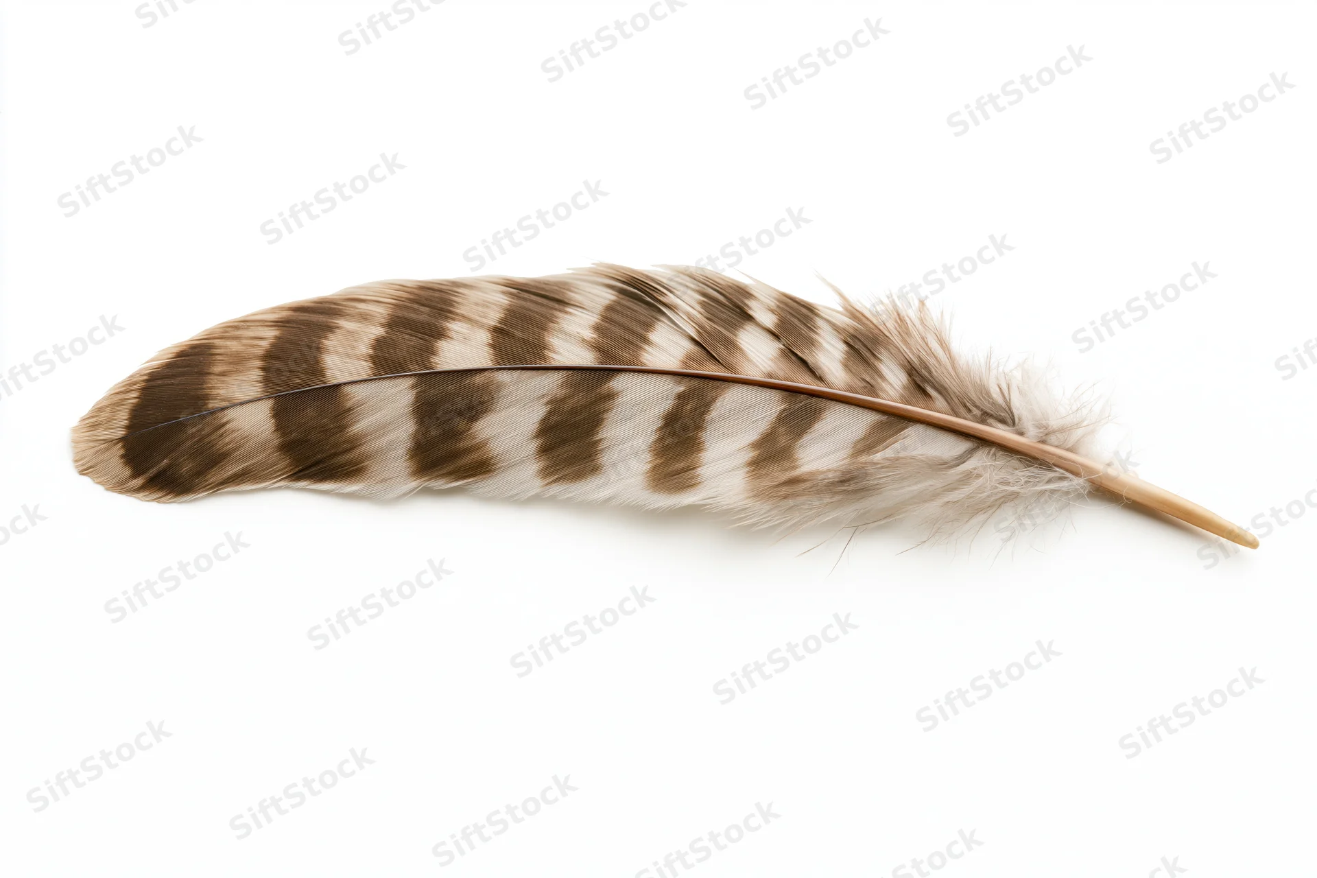 A hawk tail feather with brown and white stripes lying flat on a white surface