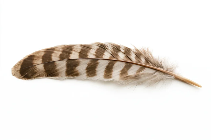 A hawk tail feather with brown and white stripes lying flat on a white surface