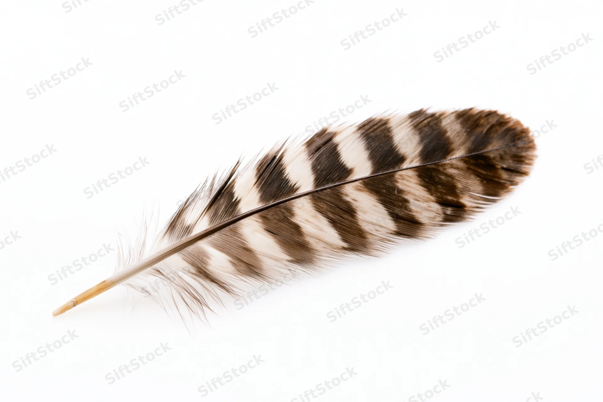 A hawk tail feather with alternating brown and white stripes lying flat on a white surface