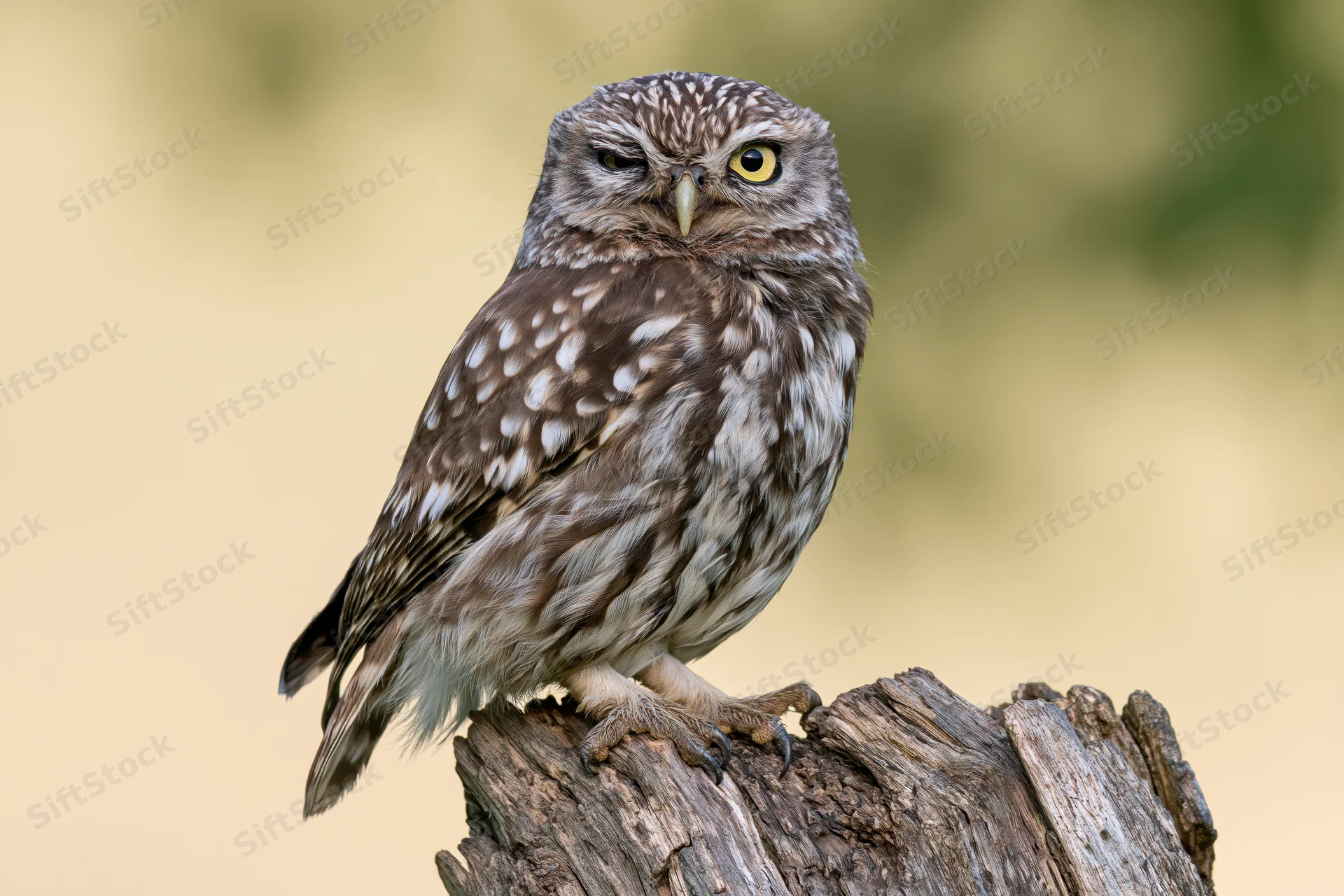 Little owl perched on a weathered wooden stump outdoors