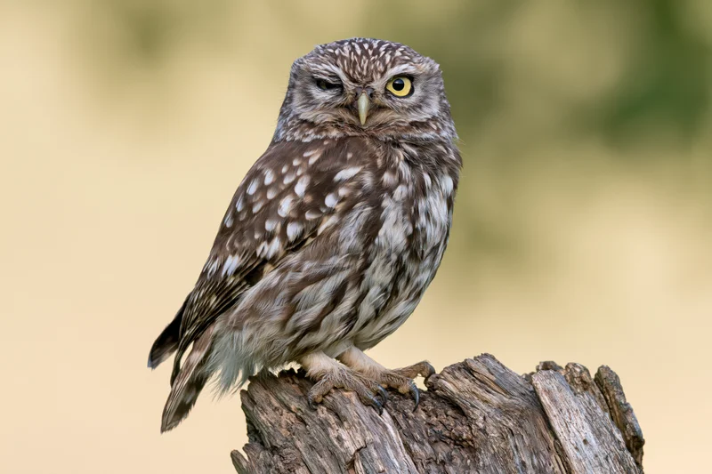 Little owl perched on a weathered wooden stump outdoors