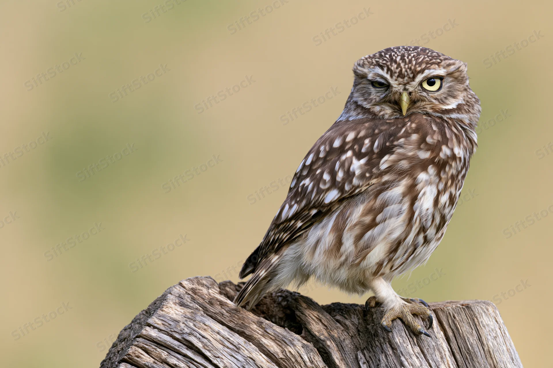 Little owl perched on a weathered wooden log stump in a natural outdoor setting