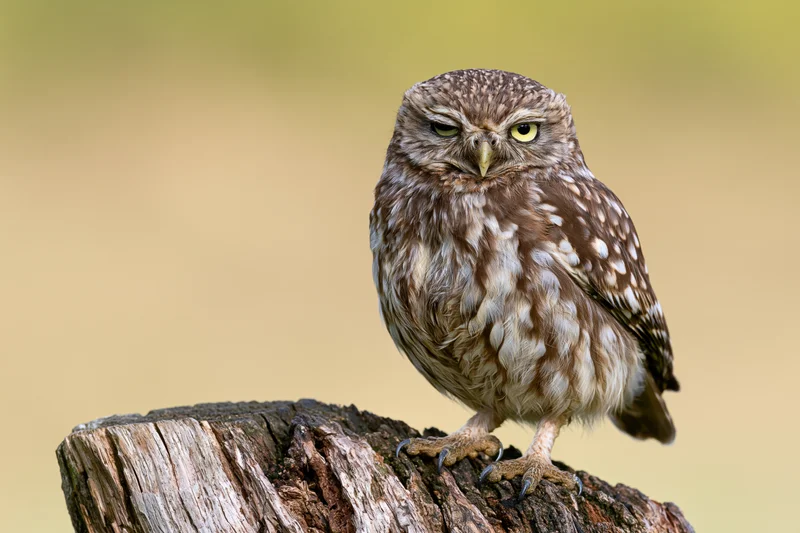 Little owl perched on a weathered tree stump outdoors