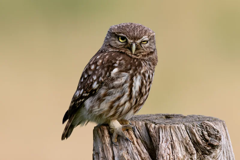 Little owl perched on a weathered wooden stump outdoors