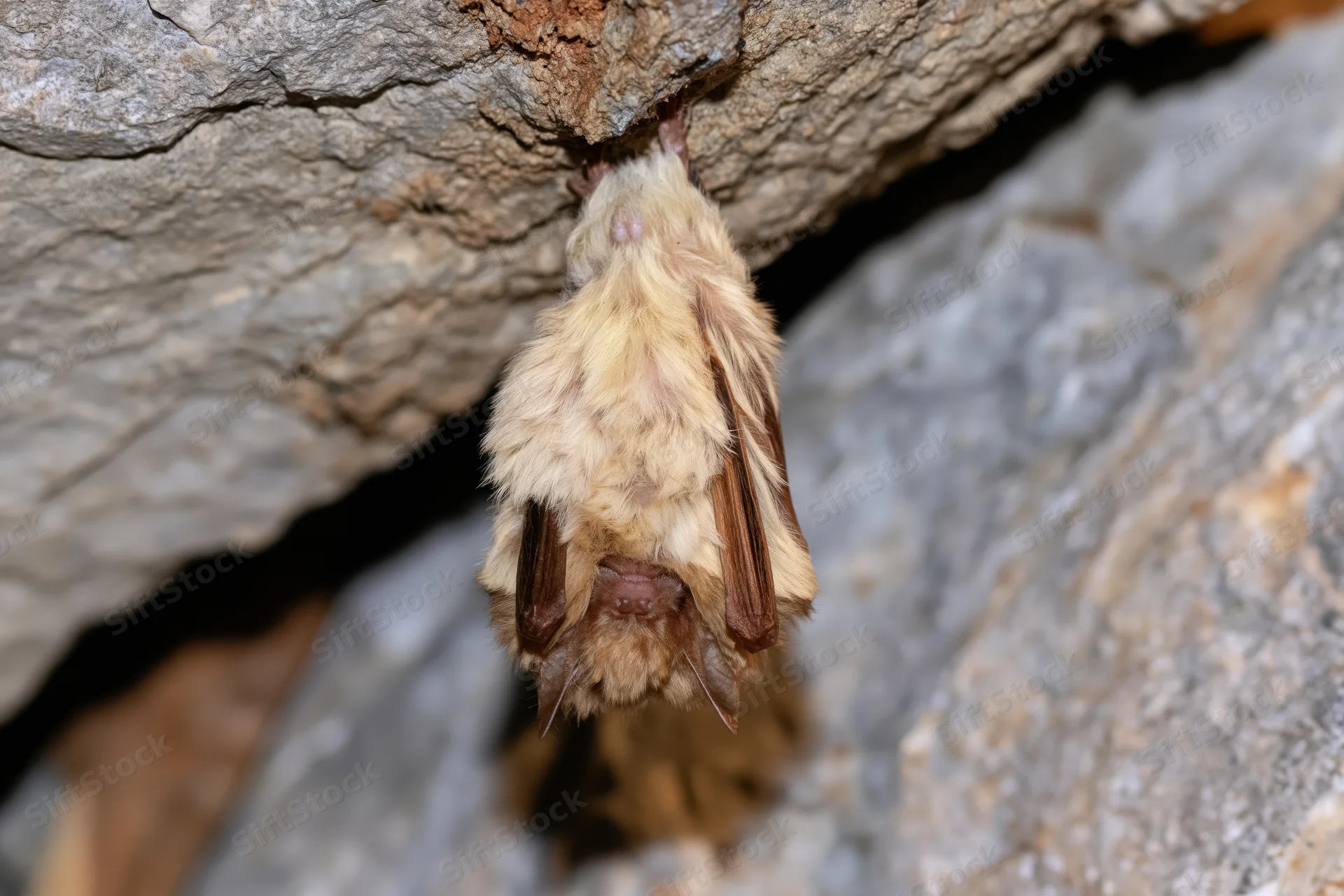 Small bat roosting upside down from a rough cave ceiling