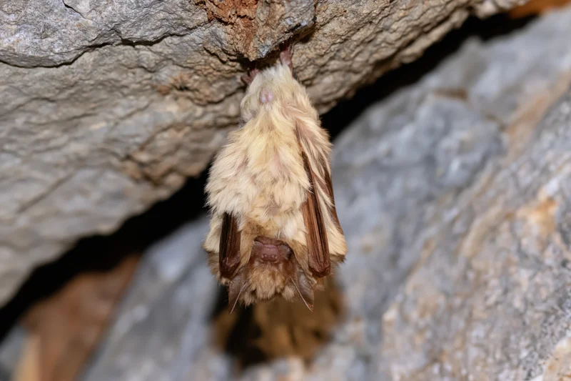 Small bat roosting upside down from a rough cave ceiling