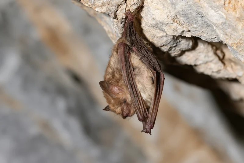 Small bat roosting upside down from rough cave ceiling