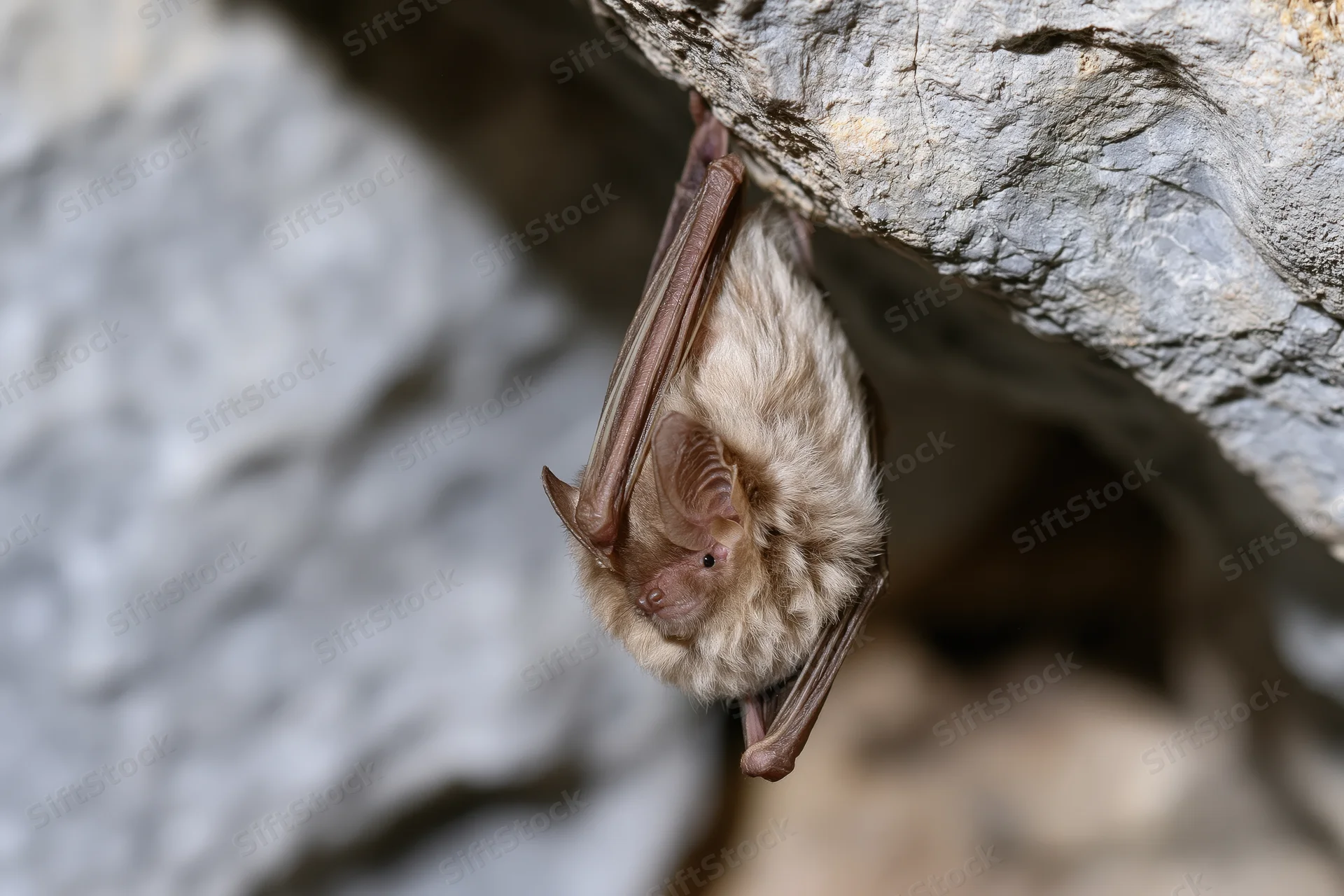Small bat roosting upside down from a rough cave ceiling