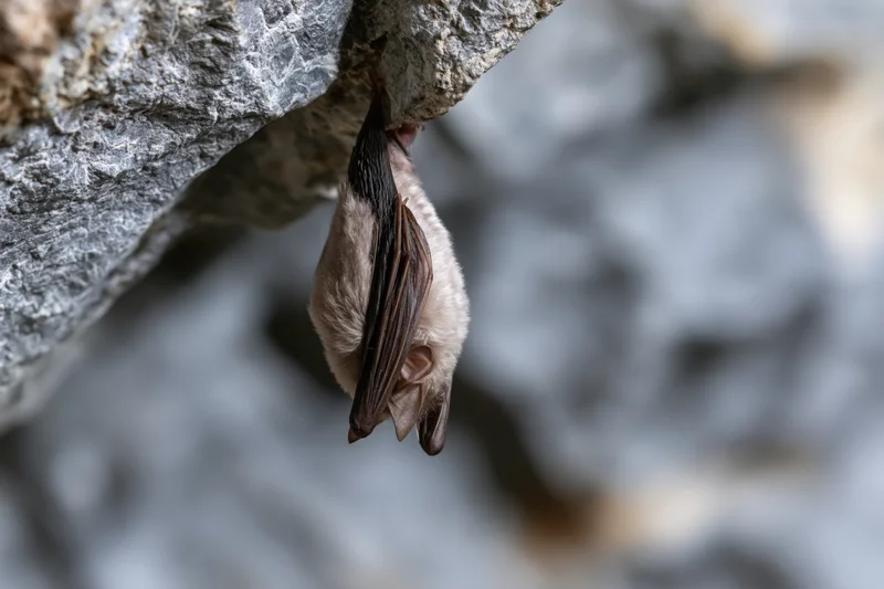 Bat hanging upside down from a rocky cave ceiling