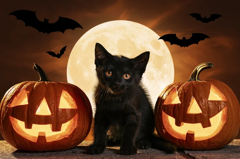 Black kitten sitting between two carved jack-o-lanterns under a full moon with bats flying in the sky