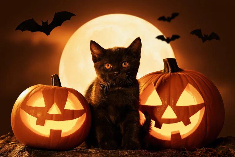 Small black kitten sitting between two glowing carved pumpkins under a full moon with bats flying in the night sky