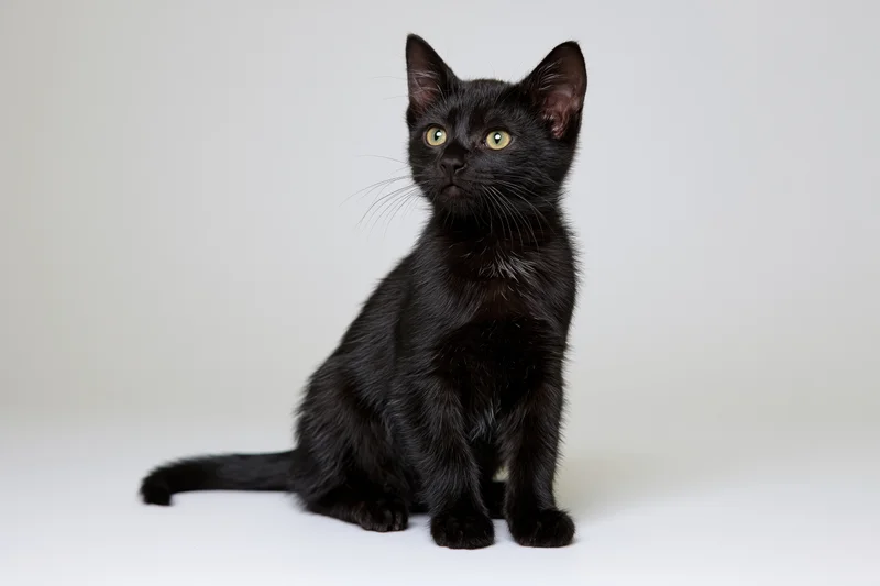 Black kitten sitting upright and looking up in a white studio setting