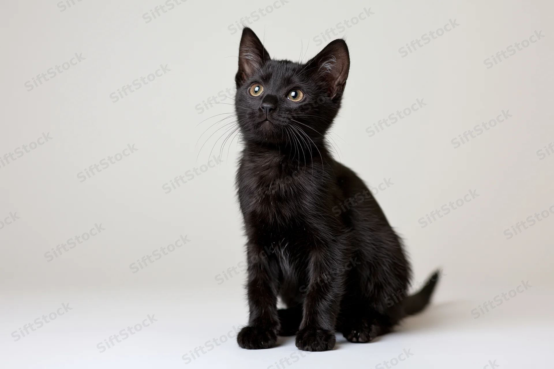 Small black kitten sitting upright and looking upward on white background