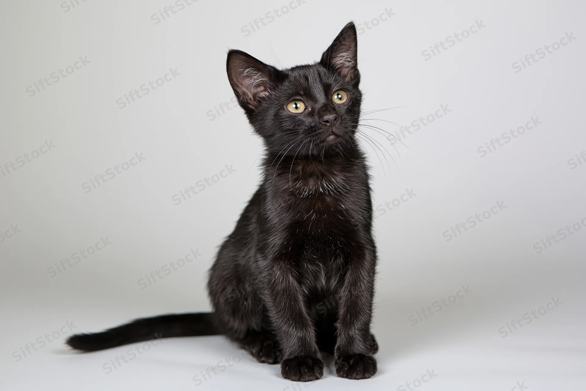 Small black kitten sitting upright and looking up in a white studio setting