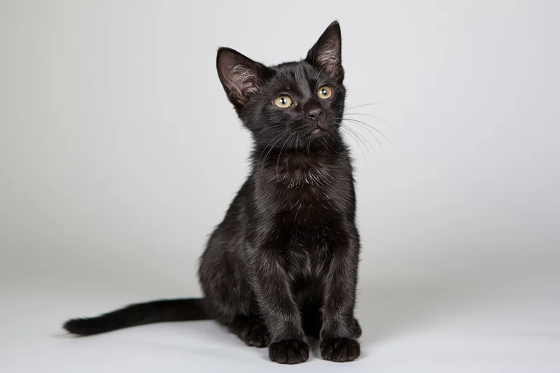Small black kitten sitting upright and looking up in a white studio setting
