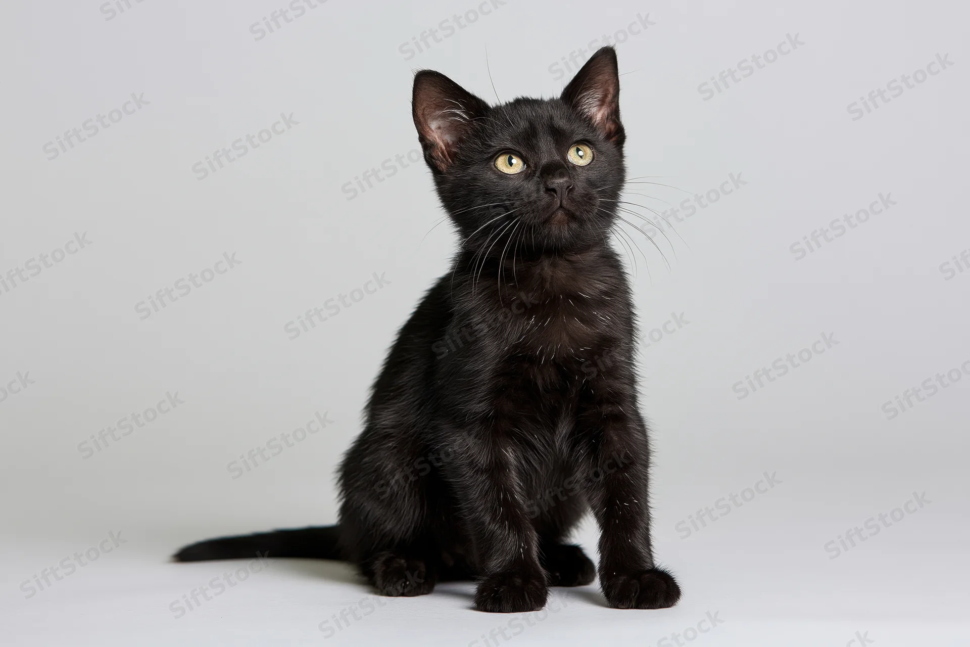 Small black kitten sitting upright and looking up against white background