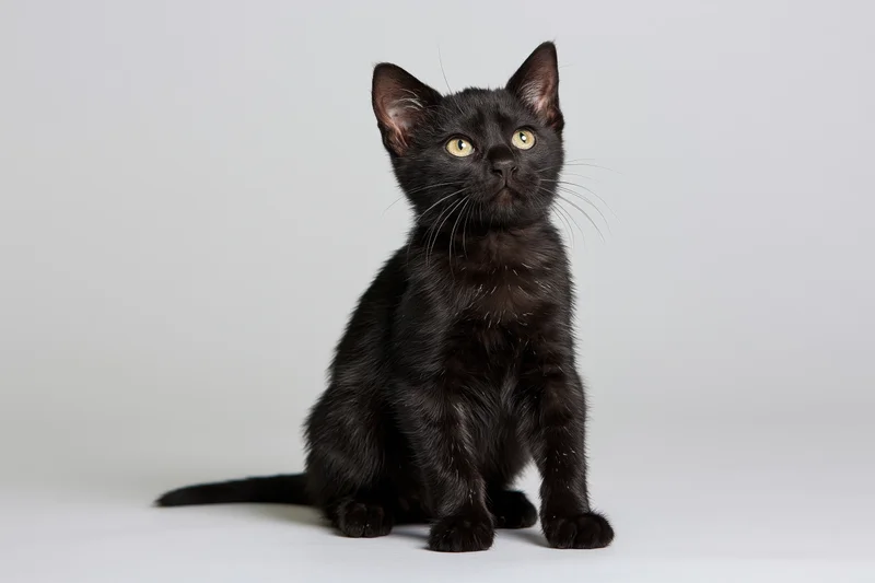 Small black kitten sitting upright and looking up against white background