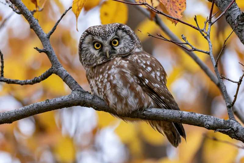 Small owl perched on a bare tree branch facing forward in autumn forest