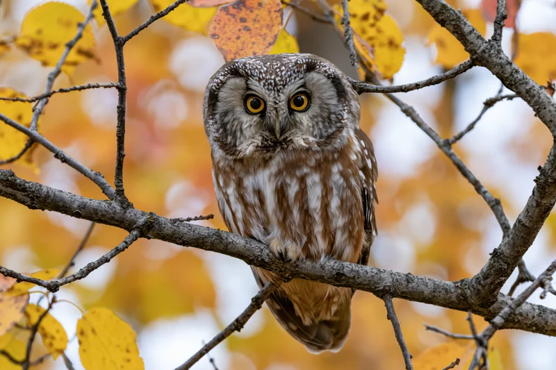 Small owl perched on a tree branch in autumn foliage