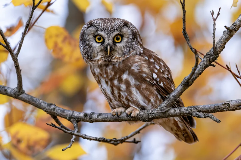Small owl perched on a bare tree branch in autumn foliage