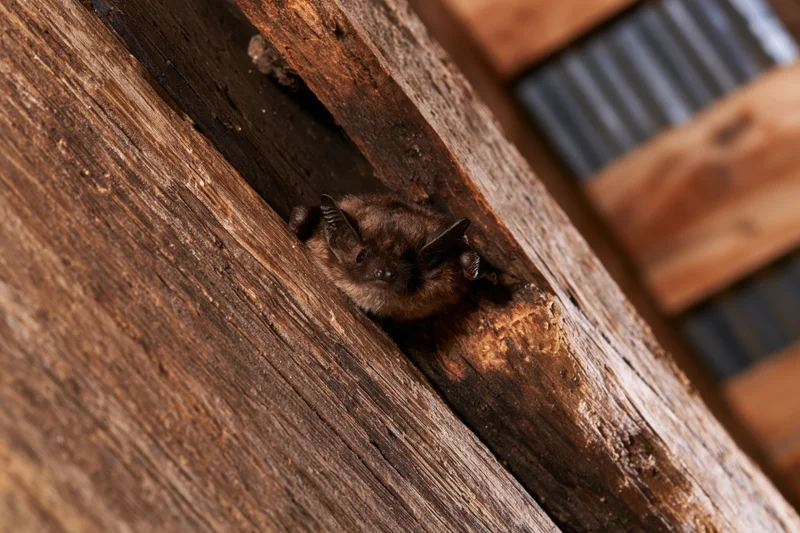 Small brown bat clinging in gap between weathered wooden beams on a roof structure