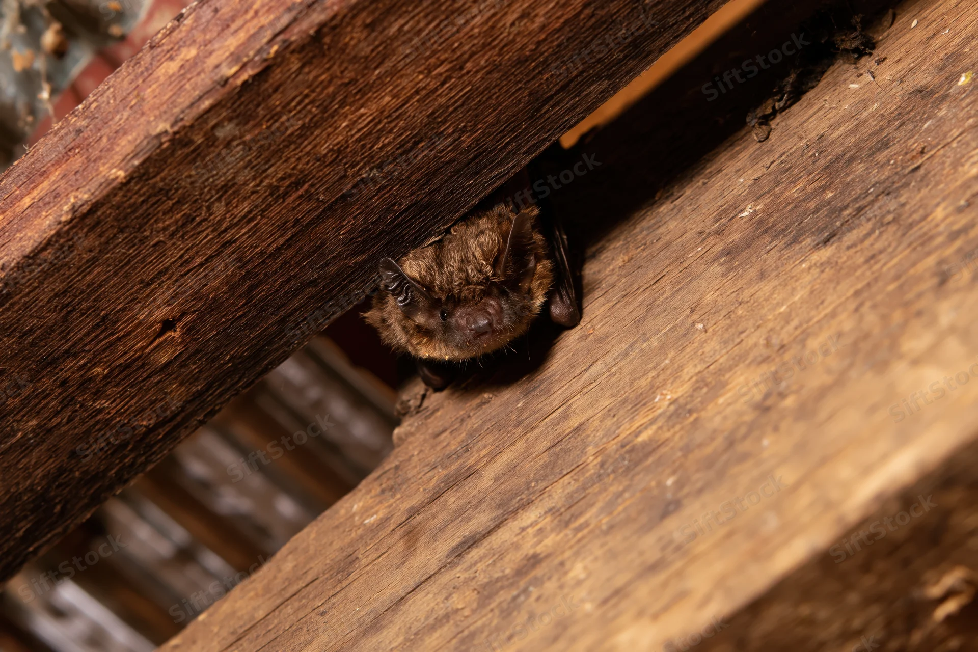 Small brown bat clinging to gap between weathered wooden beams in attic roof structure