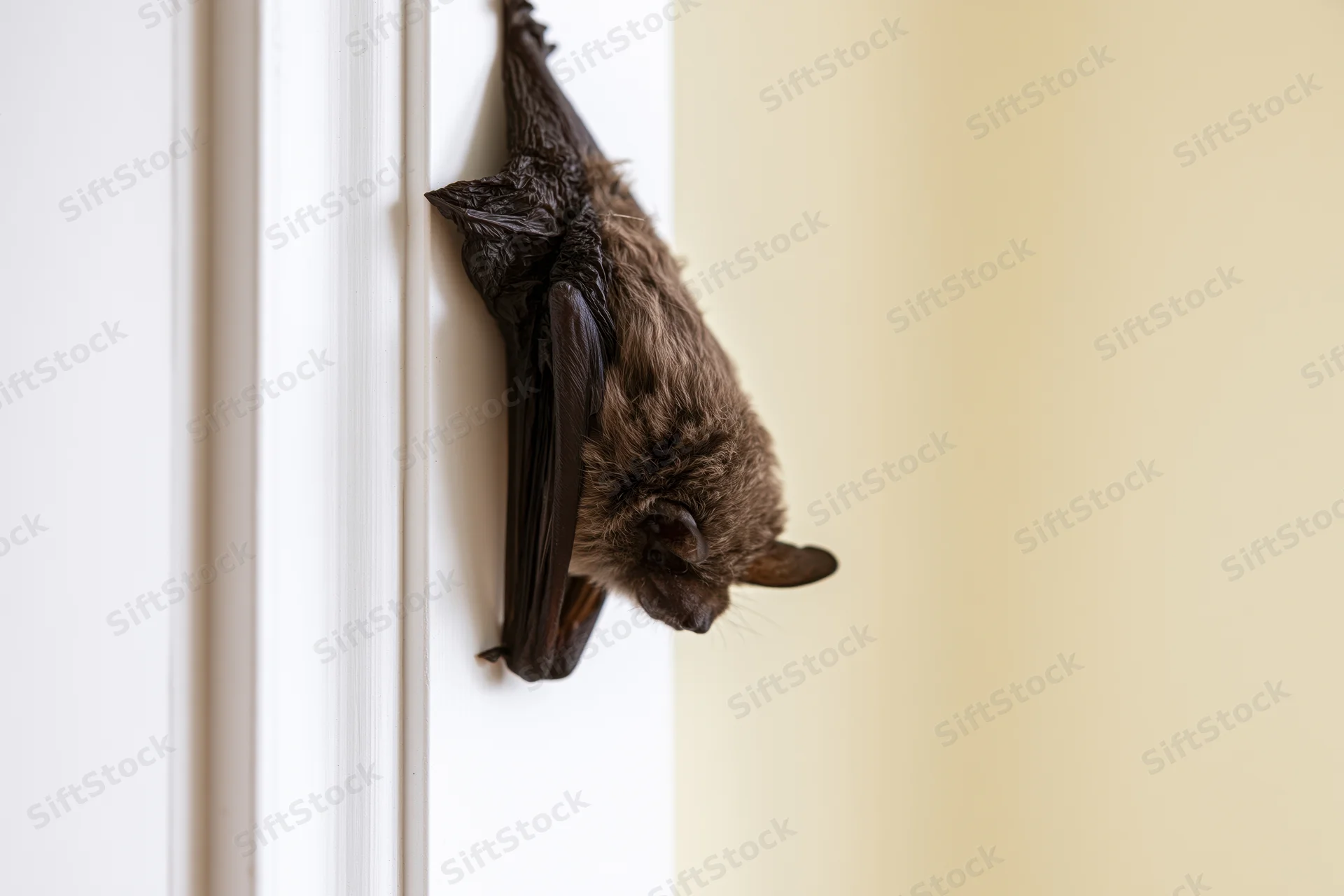 Small brown bat clinging to edge of white interior door
