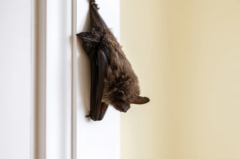 Small brown bat clinging to edge of white interior door