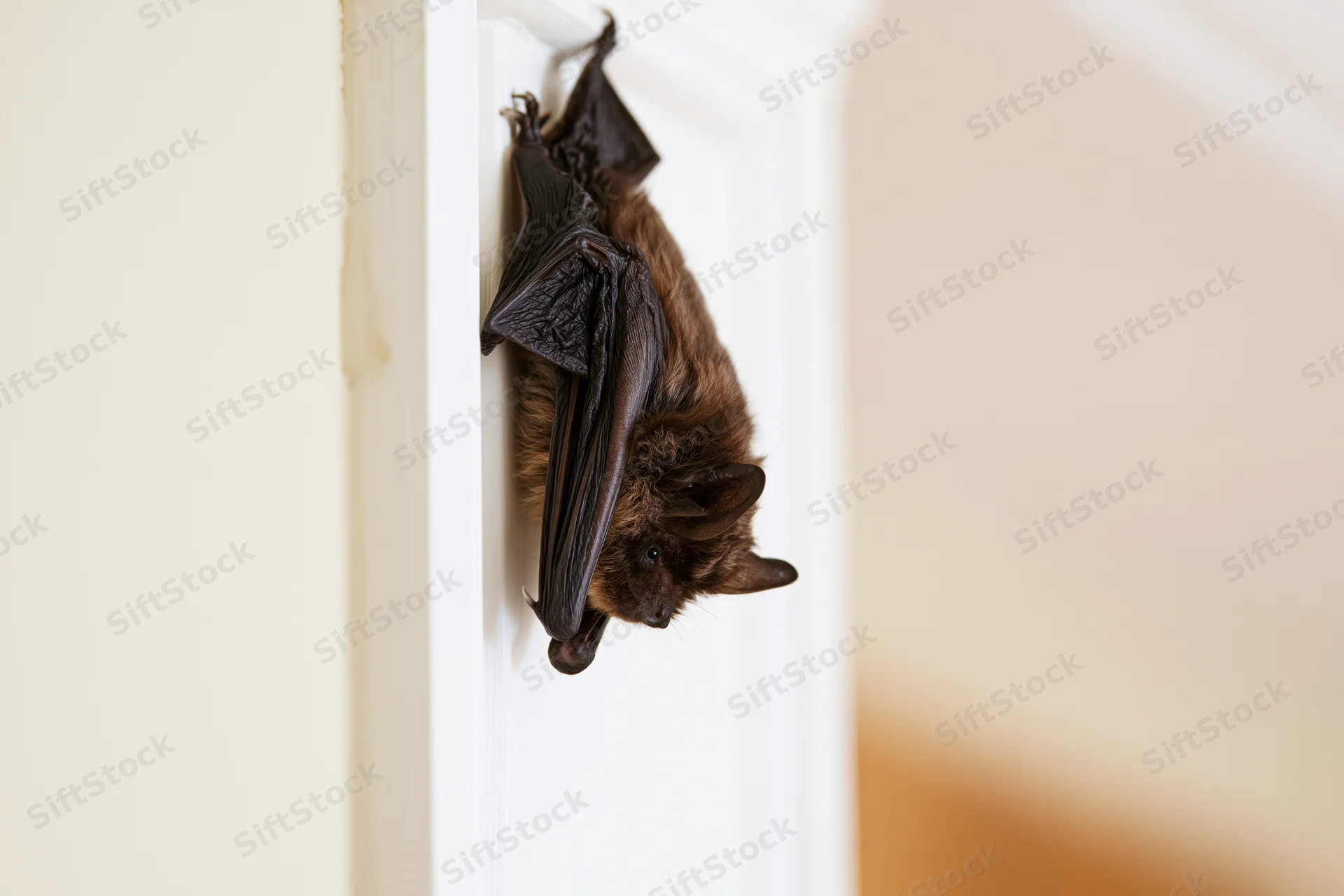 Small brown bat clinging upside down to white interior door frame