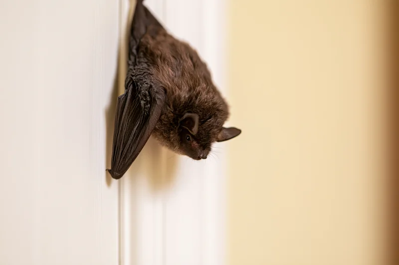 Small brown bat clinging to white interior door edge, alert and upside-down, indoors